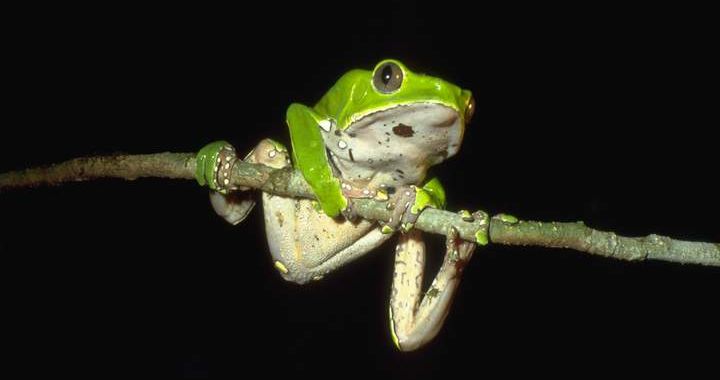 Giant monkey frog